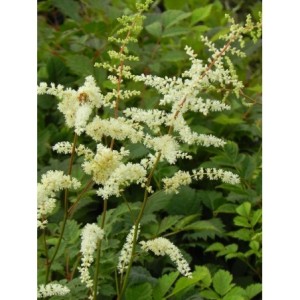 tawułka Thunberga (Astilbe x thunbergii) Prof. van der Wielen- Świat bylin - sklep internetowy