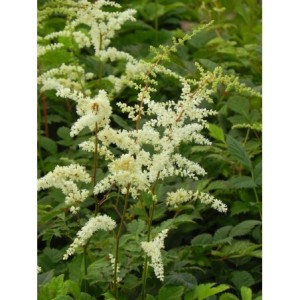 tawułka Thunberga (Astilbe x thunbergii) Prof. van der Wielen- Świat bylin - sklep internetowy