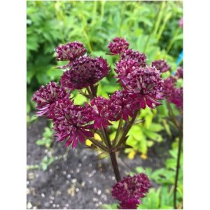 jarzmianka większa (Astrantia major) Purple Hapiines- Świat bylin - sklep internetowy