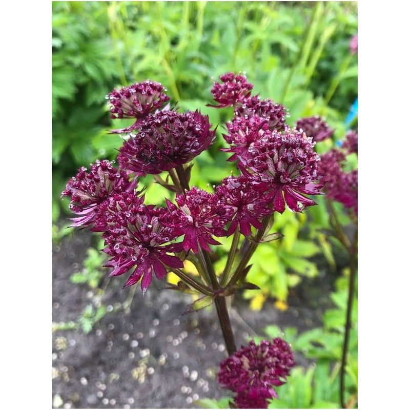 jarzmianka większa (Astrantia major) Purple Hapiines- Świat bylin - sklep internetowy