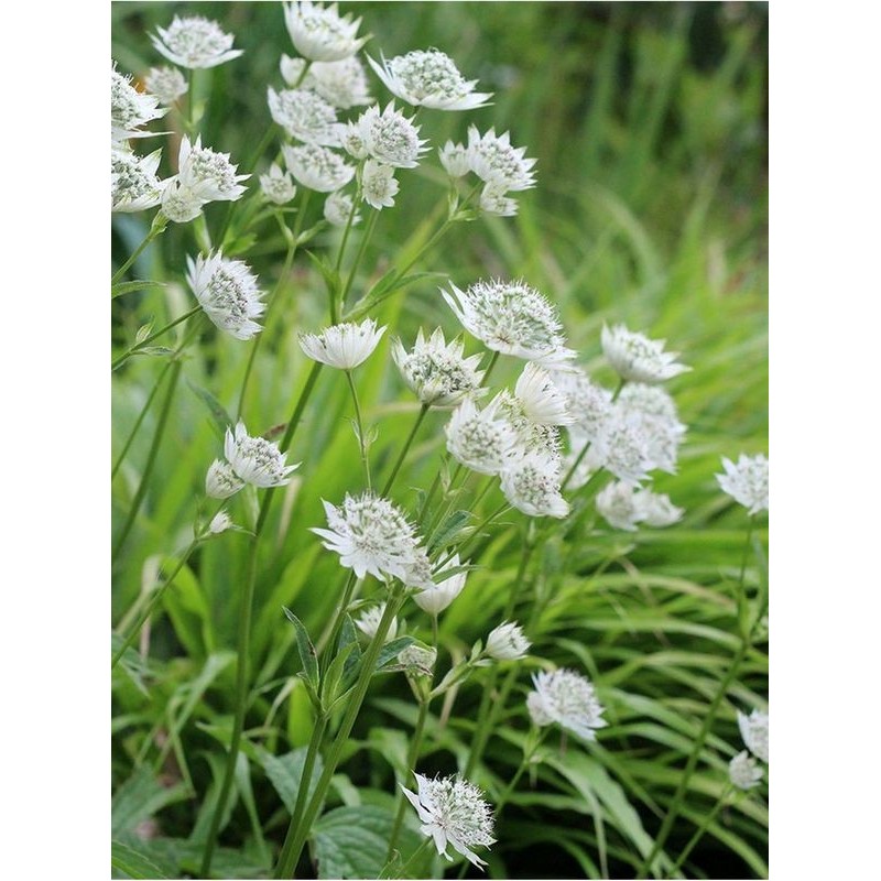 jarzmianka większa (Astrantia major) White Sensation- Świat bylin - sklep internetowy