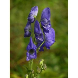 tojad Fischera (Aconitum fischeri) - Świat bylin - sklep internetowy