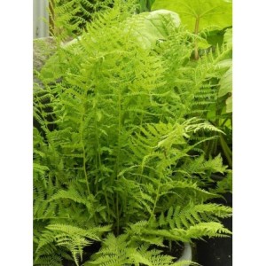 wietlica samicza (Athyrium filix-femina) - Świat bylin - sklep internetowy