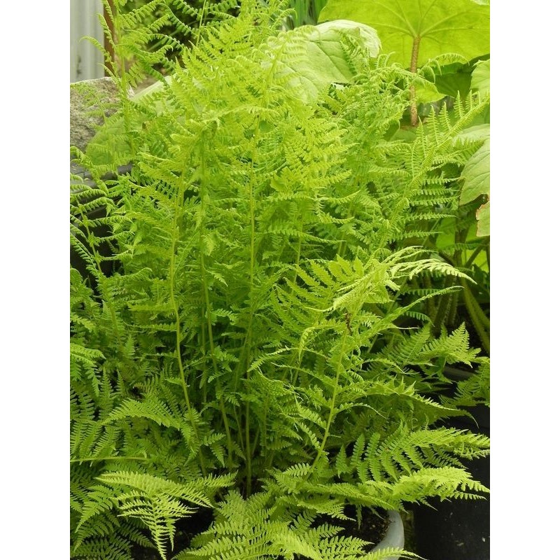 wietlica samicza (Athyrium filix-femina) - Świat bylin - sklep internetowy