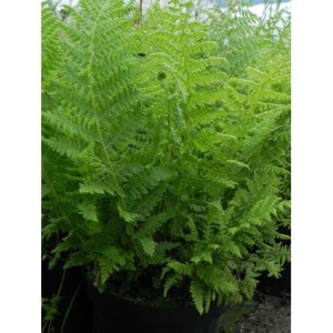 wietlica samicza (Athyrium filix-femina) - Świat bylin - sklep internetowy
