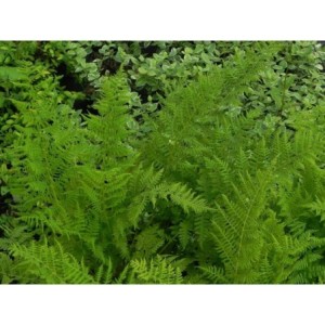 wietlica samicza (Athyrium filix-femina) - Świat bylin - sklep internetowy