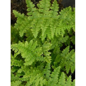wietlica samicza (Athyrium filix-femina) - Świat bylin - sklep internetowy