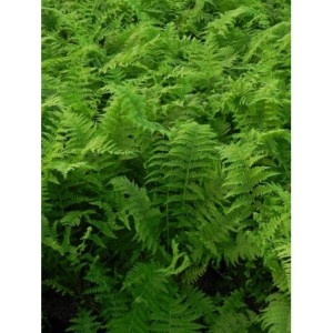 wietlica samicza (Athyrium filix-femina) - Świat bylin - sklep internetowy