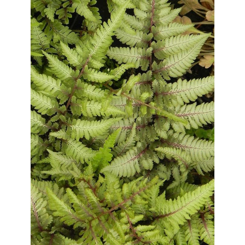 wietlica japońska (Athyrium niponicum) Metallicum- Świat bylin - sklep internetowy