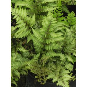 wietlica japońska (Athyrium niponicum) Metallicum- Świat bylin - sklep internetowy