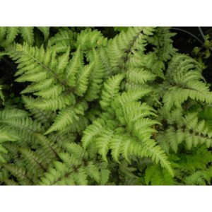 wietlica japońska (Athyrium niponicum) Metallicum- Świat bylin - sklep internetowy