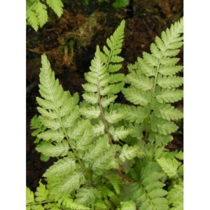 wietlica japońska (Athyrium niponicum) Metallicum- Świat bylin - sklep internetowy