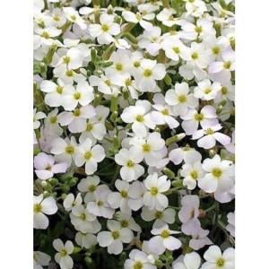 żagwin zwyczajny (Aubrieta deltoidea) Alba- Świat bylin - sklep internetowy