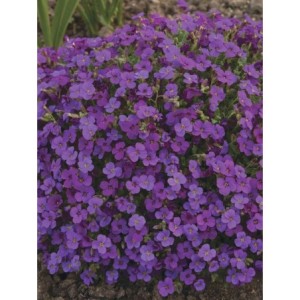 żagwin zwyczajny (Aubrieta deltoidea) Hamburger Stadtpark- Świat bylin - sklep internetowy