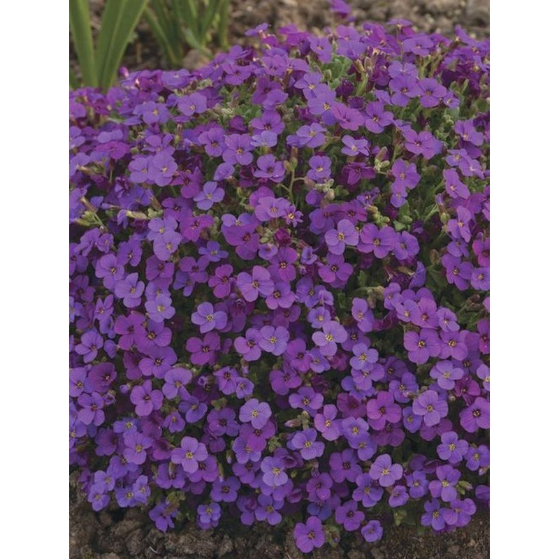 żagwin zwyczajny (Aubrieta deltoidea) Hamburger Stadtpark- Świat bylin - sklep internetowy