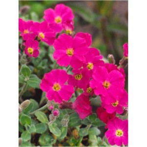 żagwin zwyczajny (Aubrieta deltoidea) Rubinfeuer- Świat bylin - sklep internetowy