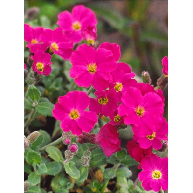 żagwin zwyczajny (Aubrieta deltoidea) Rubinfeuer- Świat bylin - sklep internetowy