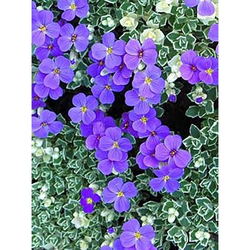żagwin zwyczajny (Aubrieta deltoidea) Silberrand- Świat bylin - sklep internetowy