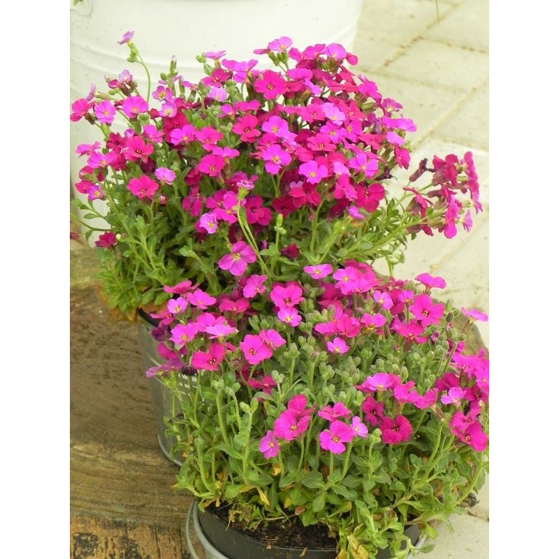 żagwin drobnolistny (Aubrieta gracilis) Audrey™ F1 Red- Świat bylin - sklep internetowy