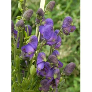 tojad Fischera (Aconitum fischeri) - Świat bylin - sklep internetowy