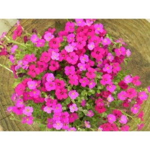 żagwin drobnolistny (Aubrieta gracilis) Audrey™ F1 Red- Świat bylin - sklep internetowy