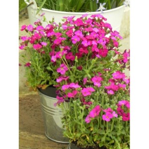 żagwin drobnolistny (Aubrieta gracilis) Audrey™ F1 Red- Świat bylin - sklep internetowy