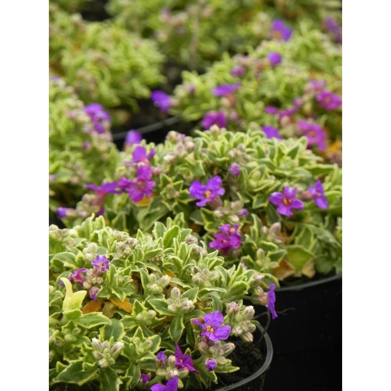 żagwin drobnolistny (Aubrieta gracilis) Dr. Mules Variegated- Świat bylin - sklep internetowy