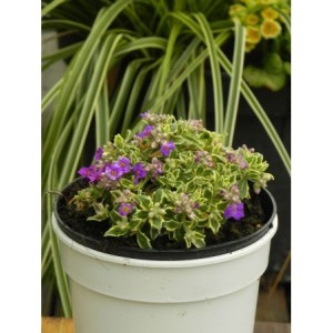 żagwin drobnolistny (Aubrieta gracilis) Dr. Mules Variegated- Świat bylin - sklep internetowy