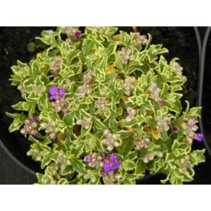 żagwin drobnolistny (Aubrieta gracilis) Dr. Mules Variegated- Świat bylin - sklep internetowy