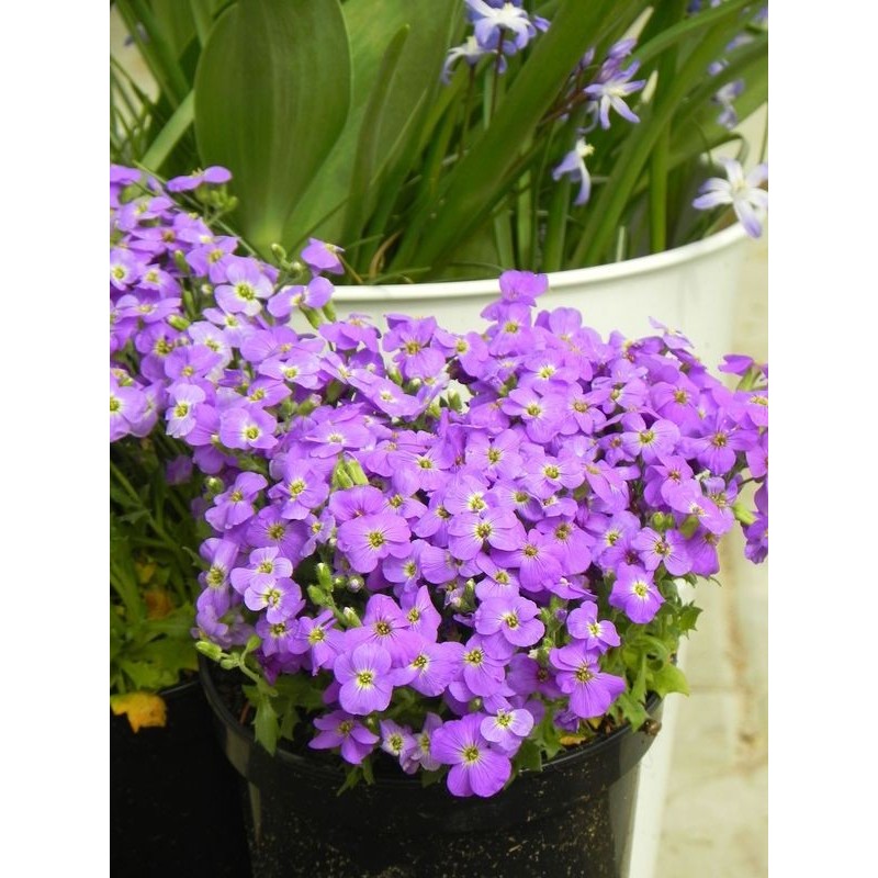 żagwin drobnolistny (Aubrieta gracilis) Florado Blue Eye- Świat bylin - sklep internetowy