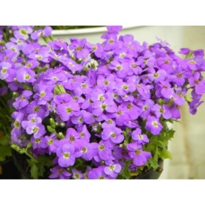 żagwin drobnolistny (Aubrieta gracilis) Florado Blue Eye- Świat bylin - sklep internetowy