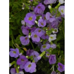 żagwin drobnolistny (Aubrieta gracilis) Florado Blue Eye- Świat bylin - sklep internetowy