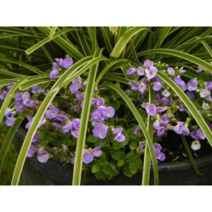 żagwin drobnolistny (Aubrieta gracilis) Florado Blue Eye- Świat bylin - sklep internetowy