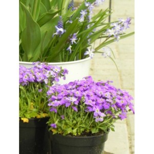 żagwin drobnolistny (Aubrieta gracilis) Florado Blue Eye- Świat bylin - sklep internetowy