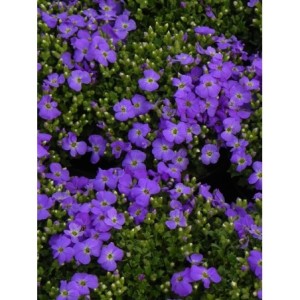 żagwin drobnolistny (Aubrieta gracilis) Florado Blue Eye- Świat bylin - sklep internetowy