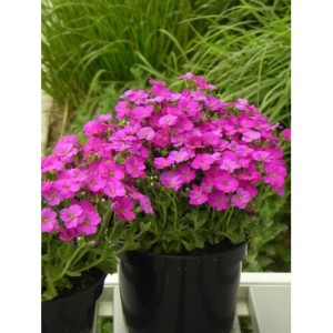 żagwin drobnolistny (Aubrieta gracilis) Florado Neon Pink- Świat bylin - sklep internetowy