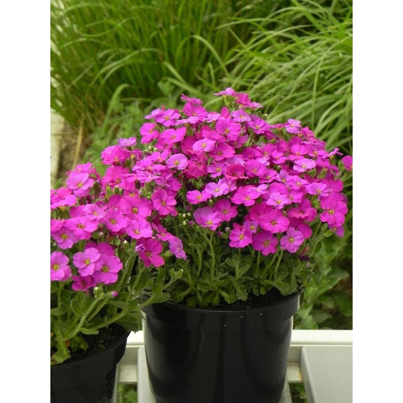 żagwin drobnolistny (Aubrieta gracilis) Florado Neon Pink- Świat bylin - sklep internetowy