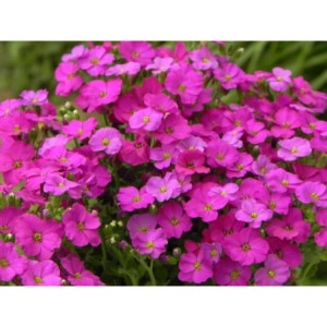 żagwin drobnolistny (Aubrieta gracilis) Florado Neon Pink- Świat bylin - sklep internetowy