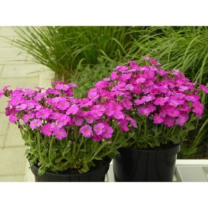 żagwin drobnolistny (Aubrieta gracilis) Florado Neon Pink- Świat bylin - sklep internetowy