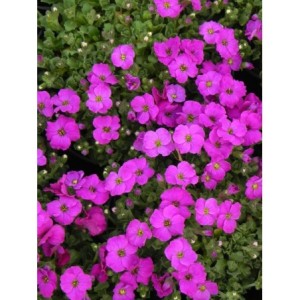 żagwin drobnolistny (Aubrieta gracilis) Florado Neon Pink- Świat bylin - sklep internetowy