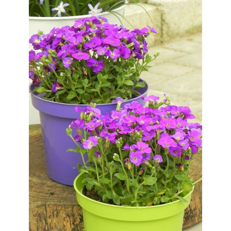 żagwin drobnolistny (Aubrieta gracilis) Kitte® Blue- Świat bylin - sklep internetowy