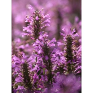kłosowiec pomarańczowy (Agastache aurantiaca) Sunny Sparks™ Pink- Świat bylin - sklep internetowy
