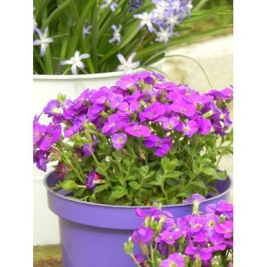 żagwin drobnolistny (Aubrieta gracilis) Kitte® Blue- Świat bylin - sklep internetowy