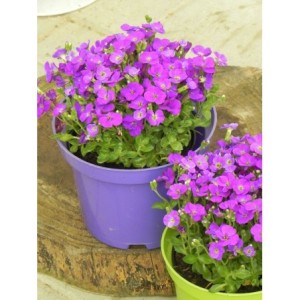 żagwin drobnolistny (Aubrieta gracilis) Kitte® Blue- Świat bylin - sklep internetowy