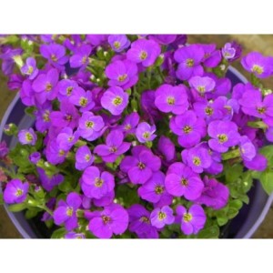 żagwin drobnolistny (Aubrieta gracilis) Kitte® Blue- Świat bylin - sklep internetowy