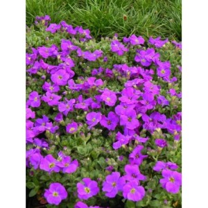 żagwin drobnolistny (Aubrieta gracilis) Kitte® Blue- Świat bylin - sklep internetowy
