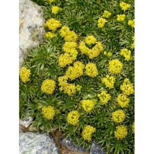 azorella trójwidlasta (Azorella trifurcata) - Świat bylin - sklep internetowy