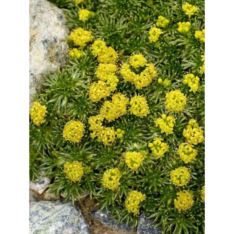 azorella trójwidlasta (Azorella trifurcata) - Świat bylin - sklep internetowy