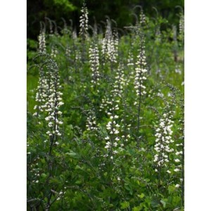 baptysja biała (Baptisia alba) - Świat bylin - sklep internetowy