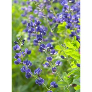 baptysja błękitna (Baptisia australis) Caspian Blue- Świat bylin - sklep internetowy